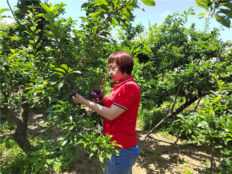 幫助農(nóng)戶銷售紅布林 助力鄉(xiāng)村振興